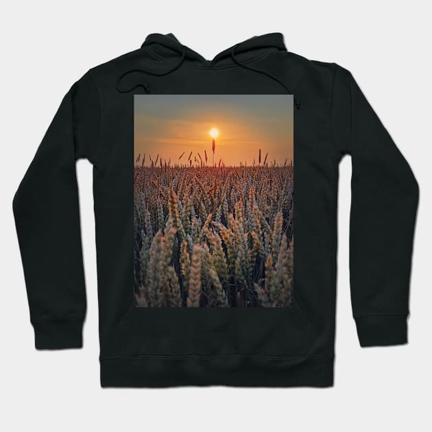 summer sun above the wheat field Hoodie by psychoshadow